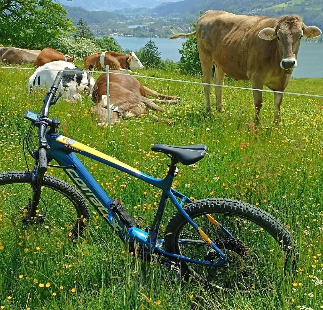 Fewo Loewenzahn, Oberstaufen/Wiedemannsdorf Germany
